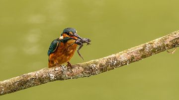 Eisvogel mit Beute von Henk Roosing