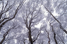 Les arbres de la forêt en hiver, vus d'en bas sur Milcho Milev
