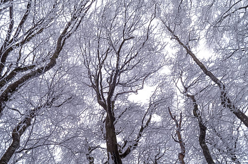 Bomen in het winterbos, van onderaf gezien