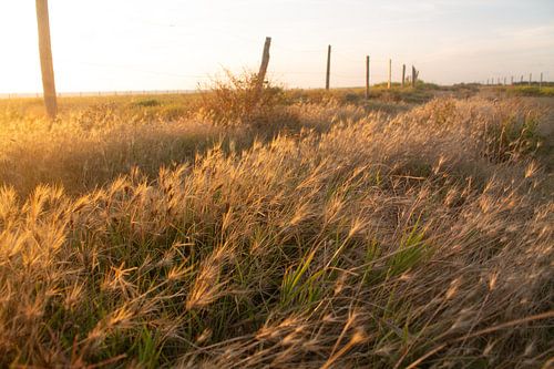 Gouden adem van de atlantische duinen bij zonsondergang