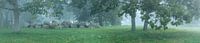 Panorama hunebed Kampsheide