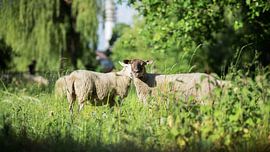 Was machen Sie da? von Martijn de Bruin