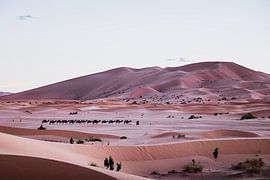 Kamelenkaravaan in de Sahara, Marokko