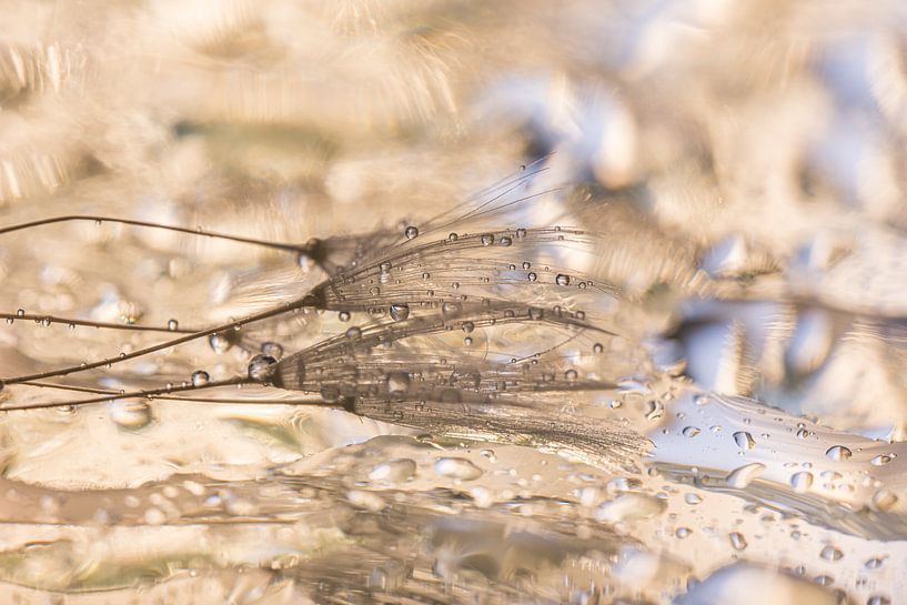 Abstract: The fallen fluff by Marjolijn van den Berg