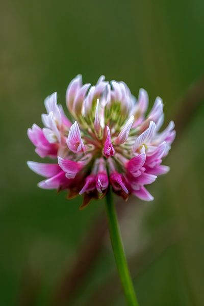 Rotklee (Trifolium pratense) von Fotomakerij