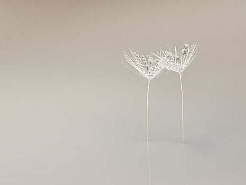 Natürliche Eleganz: Gemeinsam in der Leere von Marjolijn van den Berg