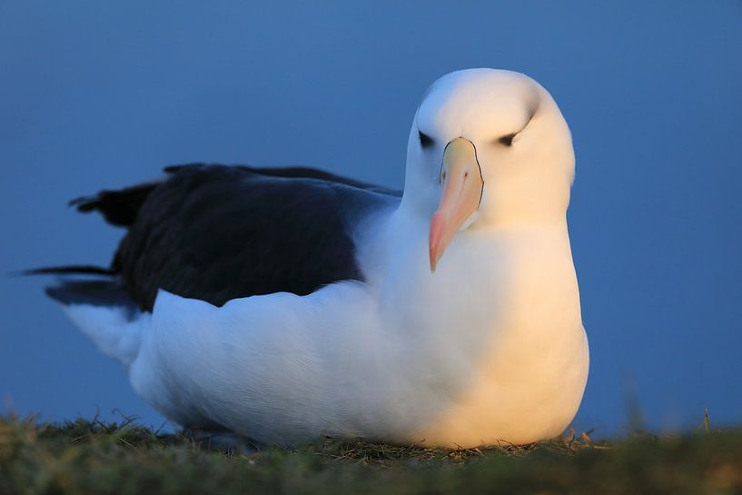Black-browed Albatros ( Thalassarche melanophris ) or Mollymawk Helgoland Island Germany par Frank Fichtmüller