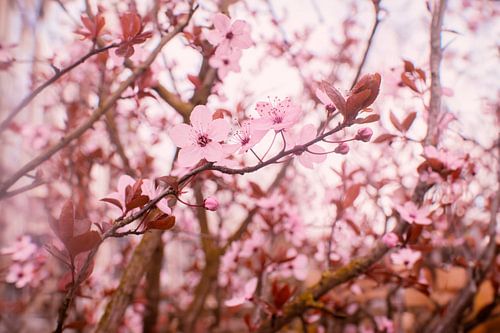 Betoverende Lentebloesems: Roze Bloemen als Symbool van Herstel en Vernieuwin