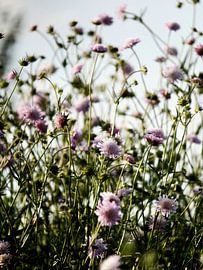 Wild flowers by Melanie Koudijzer