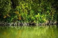 Die Farben der Mangroven - Biesbosch von Ricardo Bouman Fotografie Miniaturansicht
