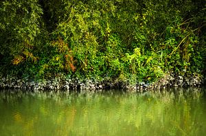 Colours of the mangrove - Biesbosch by Ricardo Bouman Photography