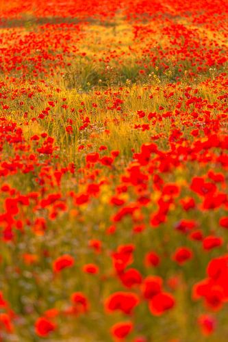 Explosion de coquelicots