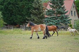 Trakehner Feldmeyer und Rheinisch Deutsches Kaltblut Enzo