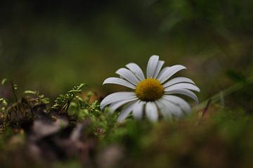 Schöne Blume, Detail Natur von Koen Venneman