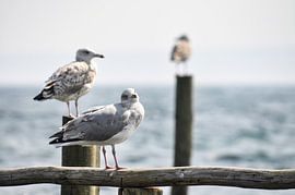 Möven am Bootsteg in Vitt von GH Foto & Artdesign