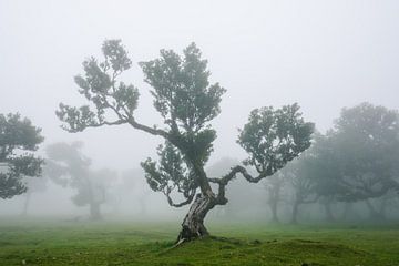 Les arbres magiques de Fanal sur Eric Hokke