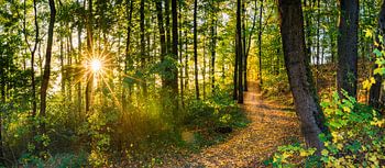 Forest panorama background with sun shines through the trees and fall leaves on path