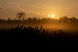 Goldener Sonnenaufgang von Lianne Weijs