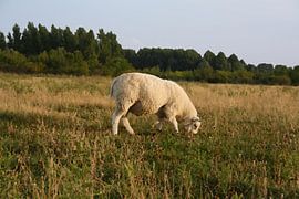 Avondrust - einsames Schaf in der Sonne gemalt von Masterpiece Living