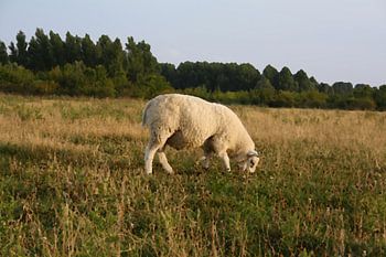 Avondrust - einsames Schaf in der Sonne gemalt