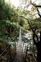 Wandelend op avontuur, hangbrug verstopt in de bossen van Nieuw Zeeland.
