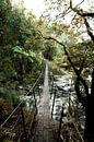 Wandelend op avontuur, hangbrug verstopt in de bossen van Nieuw Zeeland. van Niels Rurenga thumbnail