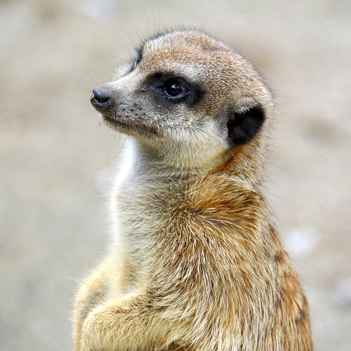 Erdmännchen