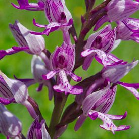 Soldaatje Limburg natuur orchidee van Peter Schoo - Natuur & Landschap