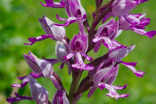 Soldaatje Limburg natuur orchidee van Peter Schoo - Natuur & Landschap