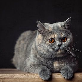 Un très beau chat British Shorthair posant sur un tabouret en bois sur Jan de Wild