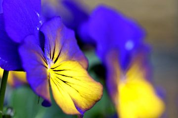 Blau Gelbe Veilchen von Jessica Berendsen