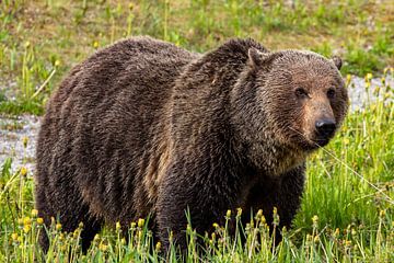 Wilde grizzlybeer in Canada van Roland Brack