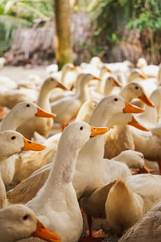 Chef de file des canards