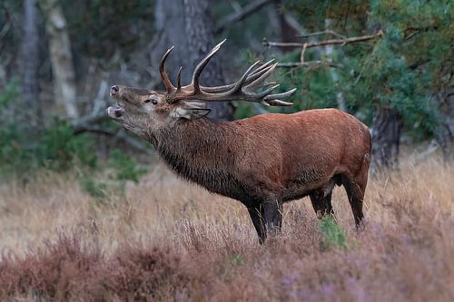 Hoge Veluwe