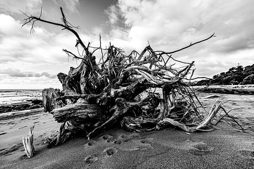 Fallen Colossus. The lone tree on the beach