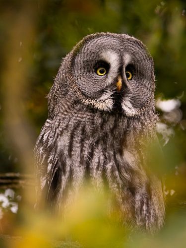 The Lapland owl by Willemijn Wolthaus