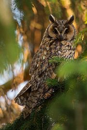 Long-eared Owl ( Asio otus ) perched in a conifer, watching, last evevning light