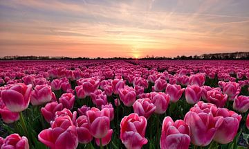 Tulpen bij zonsondergang von John Leeninga