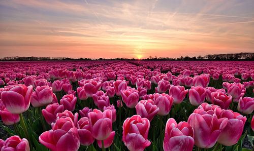 Tulips at sunset
