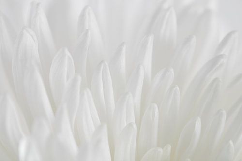 Weiße Chrysantheme aus der Nähe 5