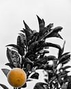 L'orange von Catherine Fortin Miniaturansicht