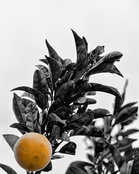 L'orange von Catherine Fortin