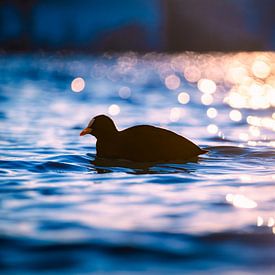 Coot in the magical light of the evening sun by Nicc Koch