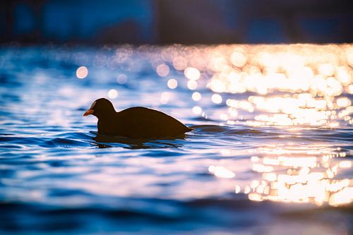 Blässhuhn im magischen Licht der Abendsonne von Nicc Koch