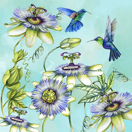 Passiebloemen hummingbird