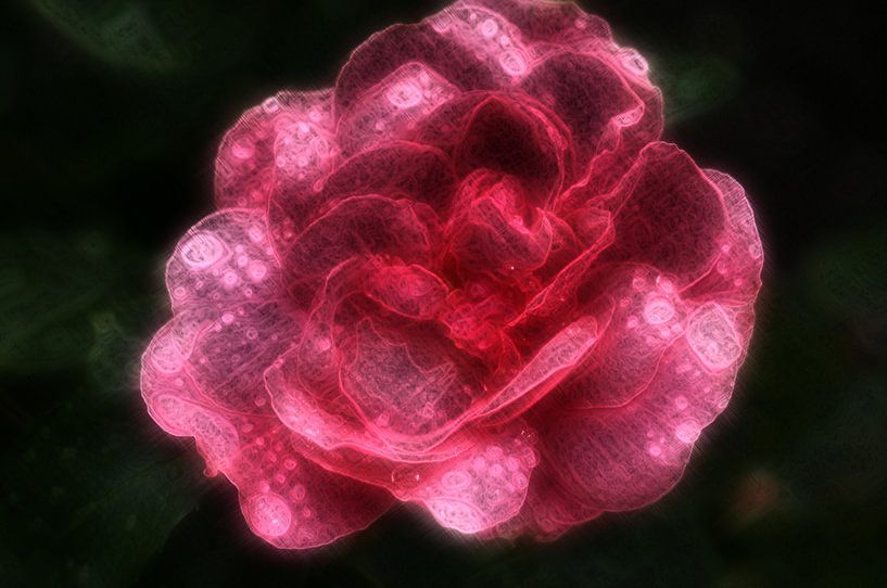 The red rose van Edgar Schermaul