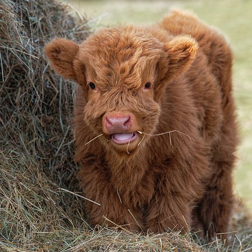 Scottish Highlander calf