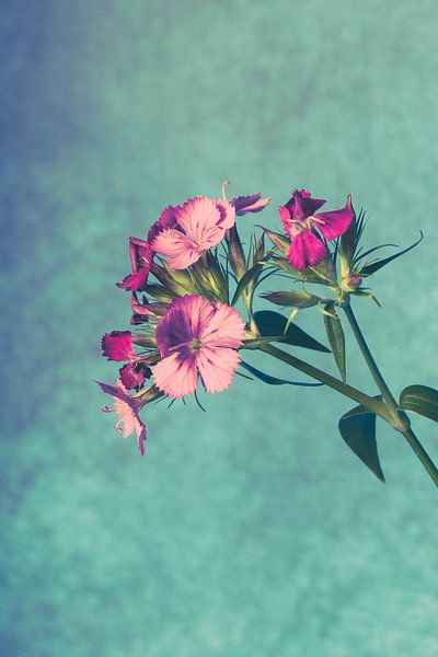 onbekende bloem par Lavieren Photography