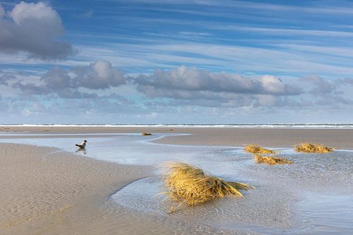 Alleen, zeehond op strand