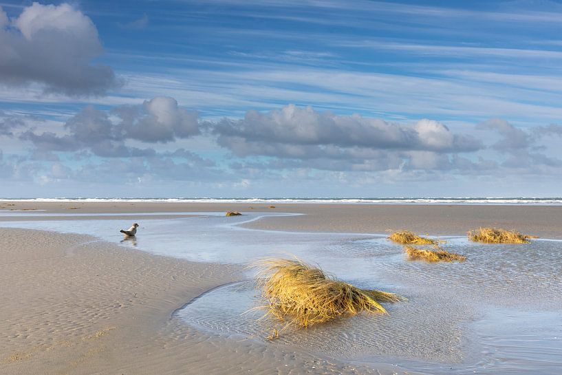 Allein, Robbe am Strand von Anja Brouwer Fotografie